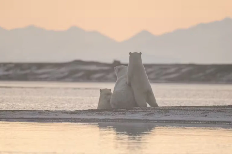 a family of white polar bears appear on a jut of snow-covered land looking at the mountains in the distance