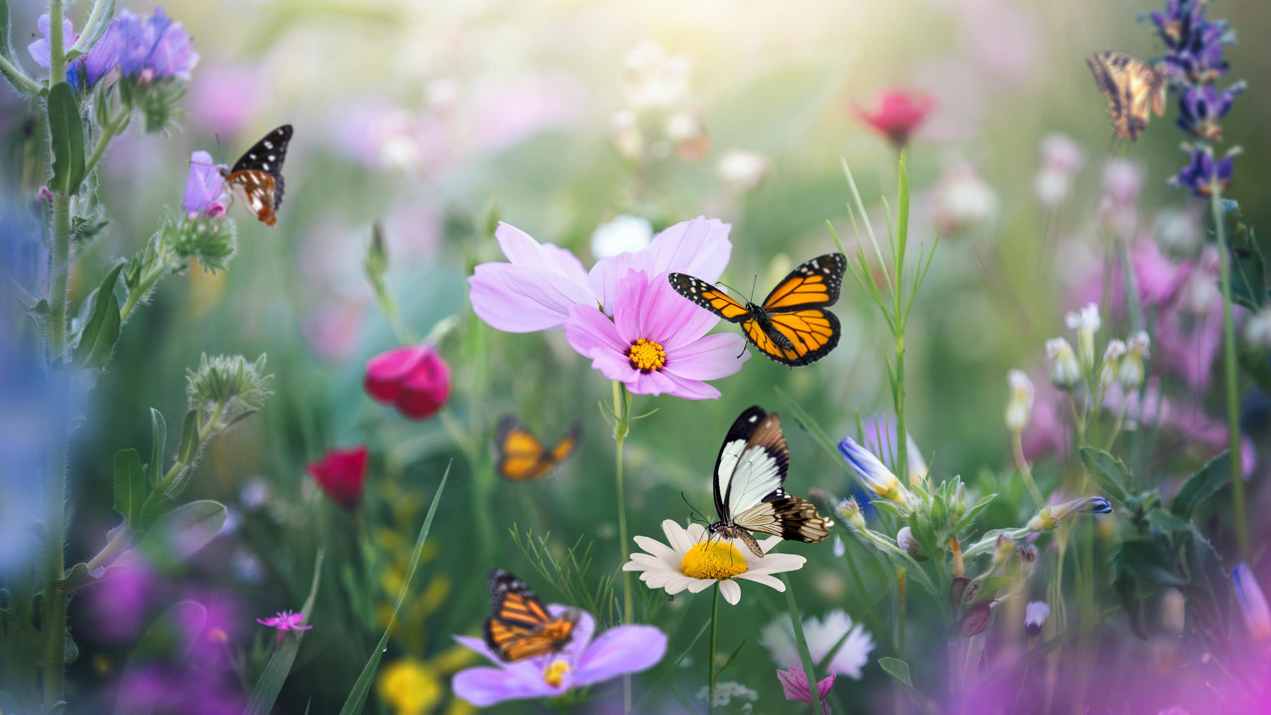 Pink, white and purple flowers in a meadow with several butterflies colored orange, black and white perching on and pollinating the flowers