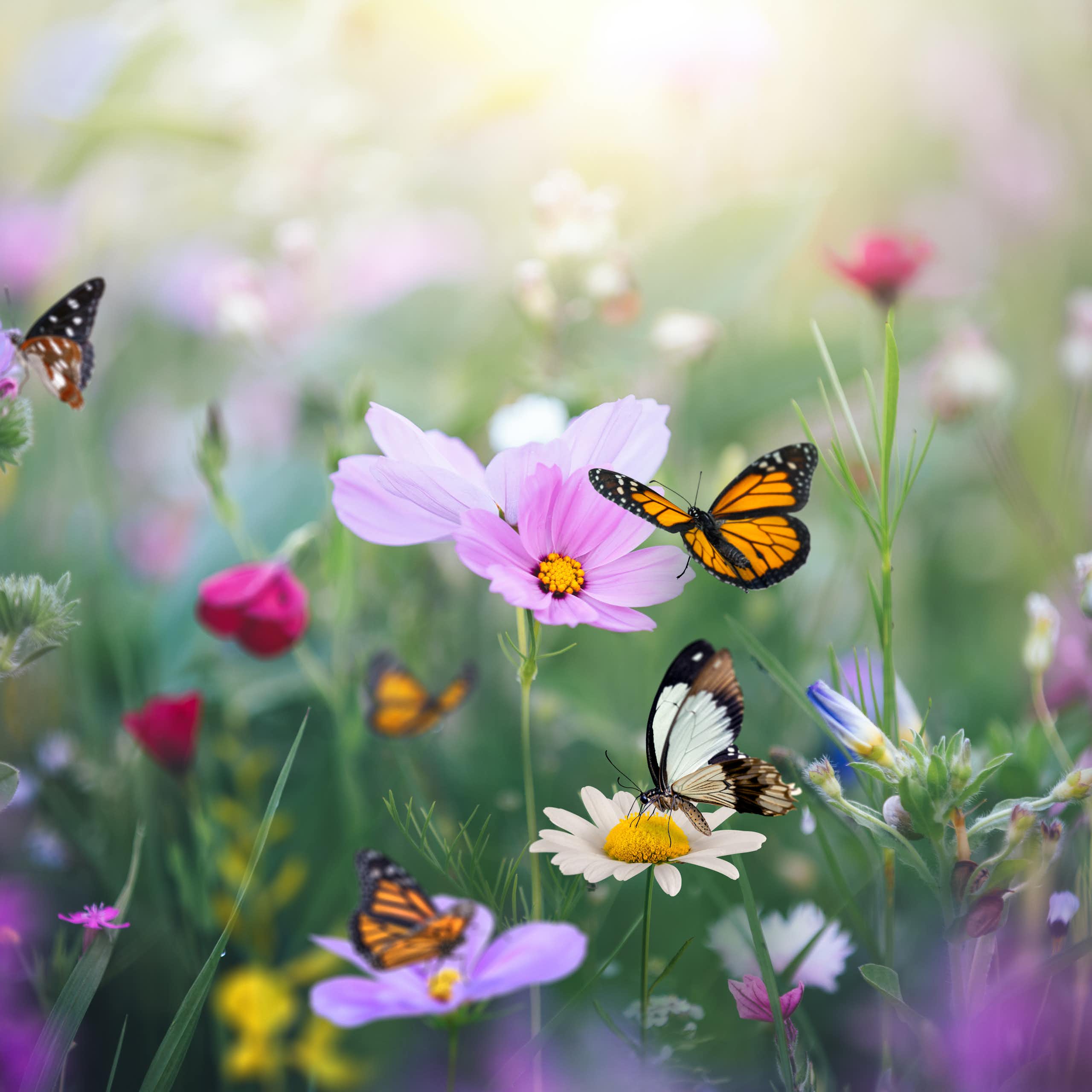 Pink, white and purple flowers in a meadow with several butterflies colored orange, black and white perching on and pollinating the flowers