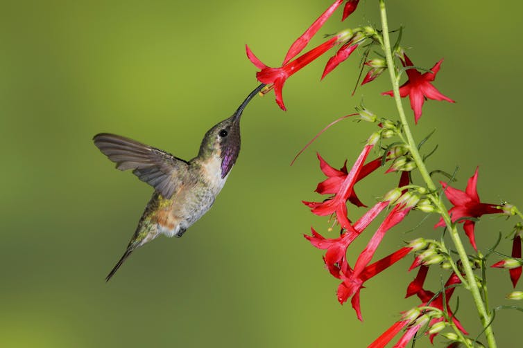 A hummingbird with its beak inside a small, bright red flower with a narrow tube-like shape
