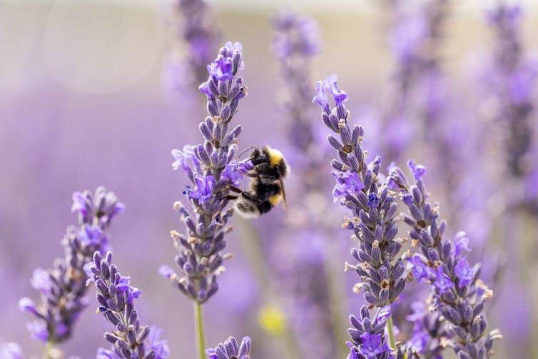 A bee perching on a lavender sprig with many small, purple flowers