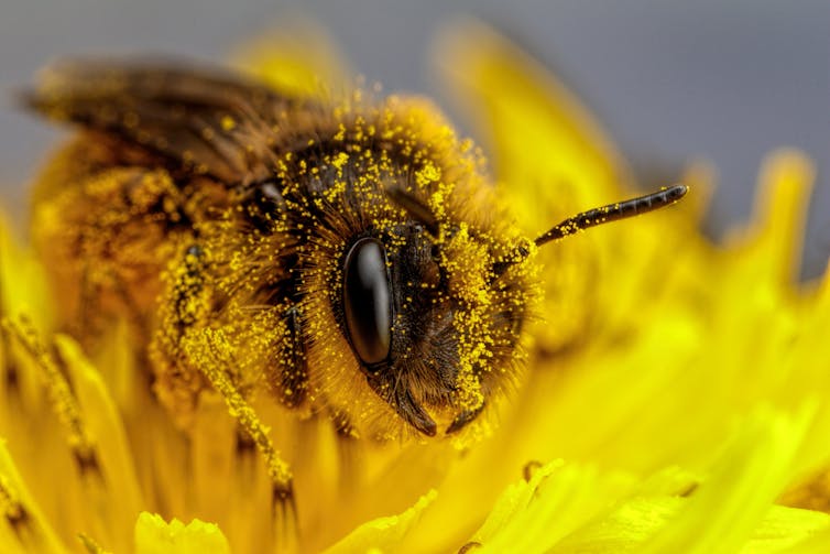 A close-up of a bee covered in pollen on top of a yellow flower
