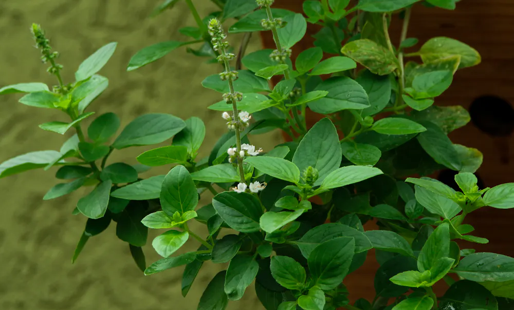 Echo With Color Example Cultivating for color: The hidden trade-offs between garden aesthetics ...