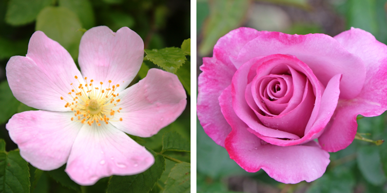 Two pink flowers side by side, the left one has five petals, visible and accessible stamens in the center. The right one has many more petals packed densely, and no stamens visible