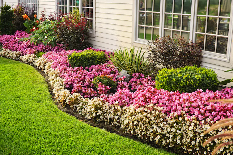 A flower bed with a curved border, and curved rows of white and pink flowers, with equally spaced hedges and bushes