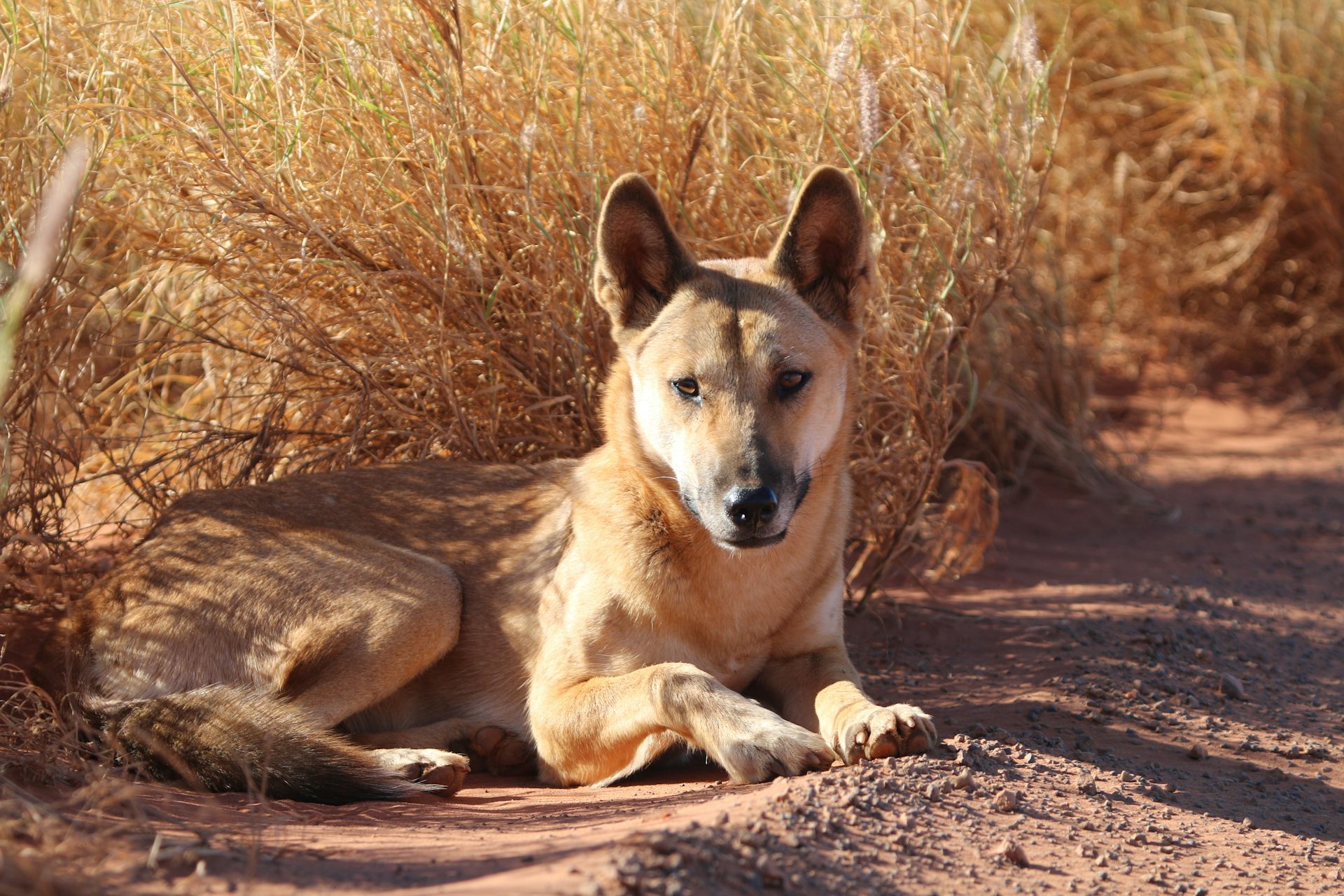 Dingoes are not domestic dogs – new evidence shows these native canines are on their own evolutionary path