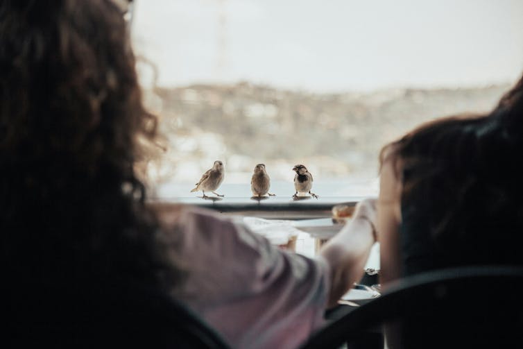 Tre zogjë të vegjël ulur mbi një hekur në drejtim të konsumatorëve në një kafene, duke pritur copëza