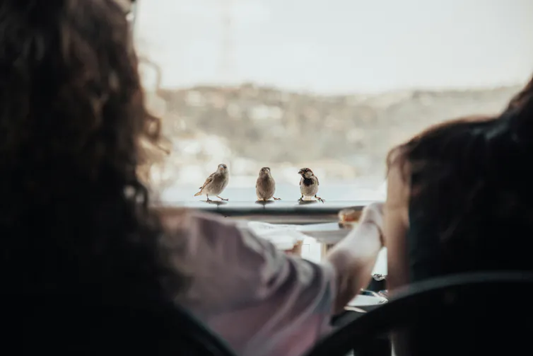 Three sparrows sit on a rail facing diners at a café, waiting for scraps