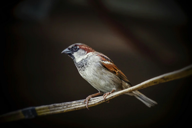 Closeup of a house sparrow resting on a wire, against a dark background