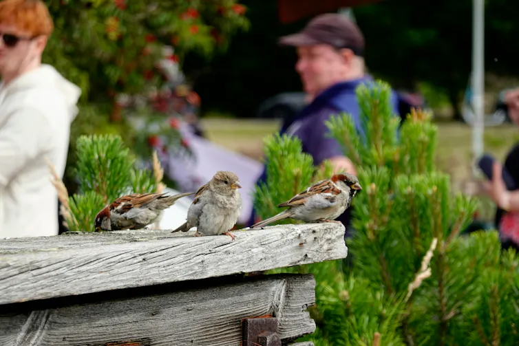 Three sparrows on a wooden structure scavenging for food near people outdoors
