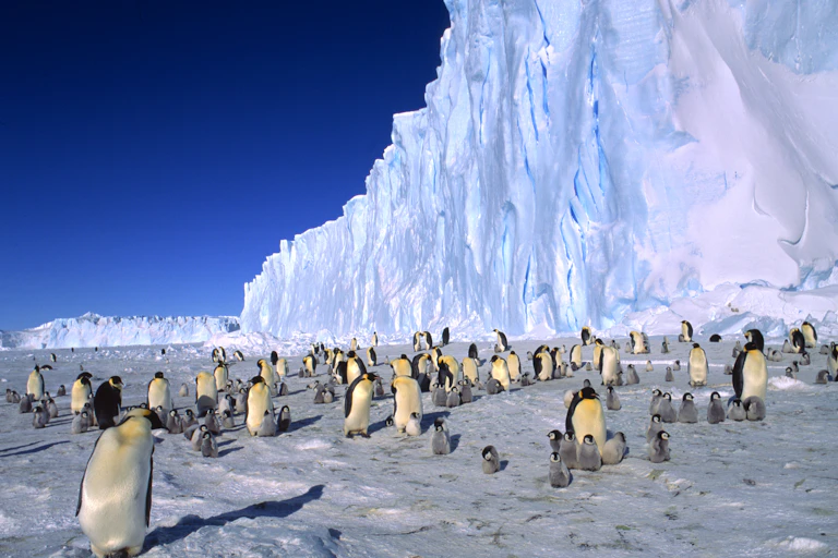 emperor penguin colony in Antarctica.