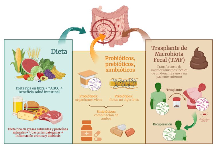 A 3-generation microbiota learn about confirms how a lot it adjustments and the way it impacts well being 2 file 20250814 61 y7dvq9.png?ixlib=rb 4.1
