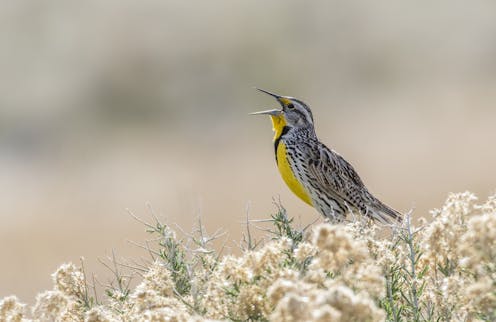 Birding by ear: How to learn the songs of nature’s symphony with some simple techniques