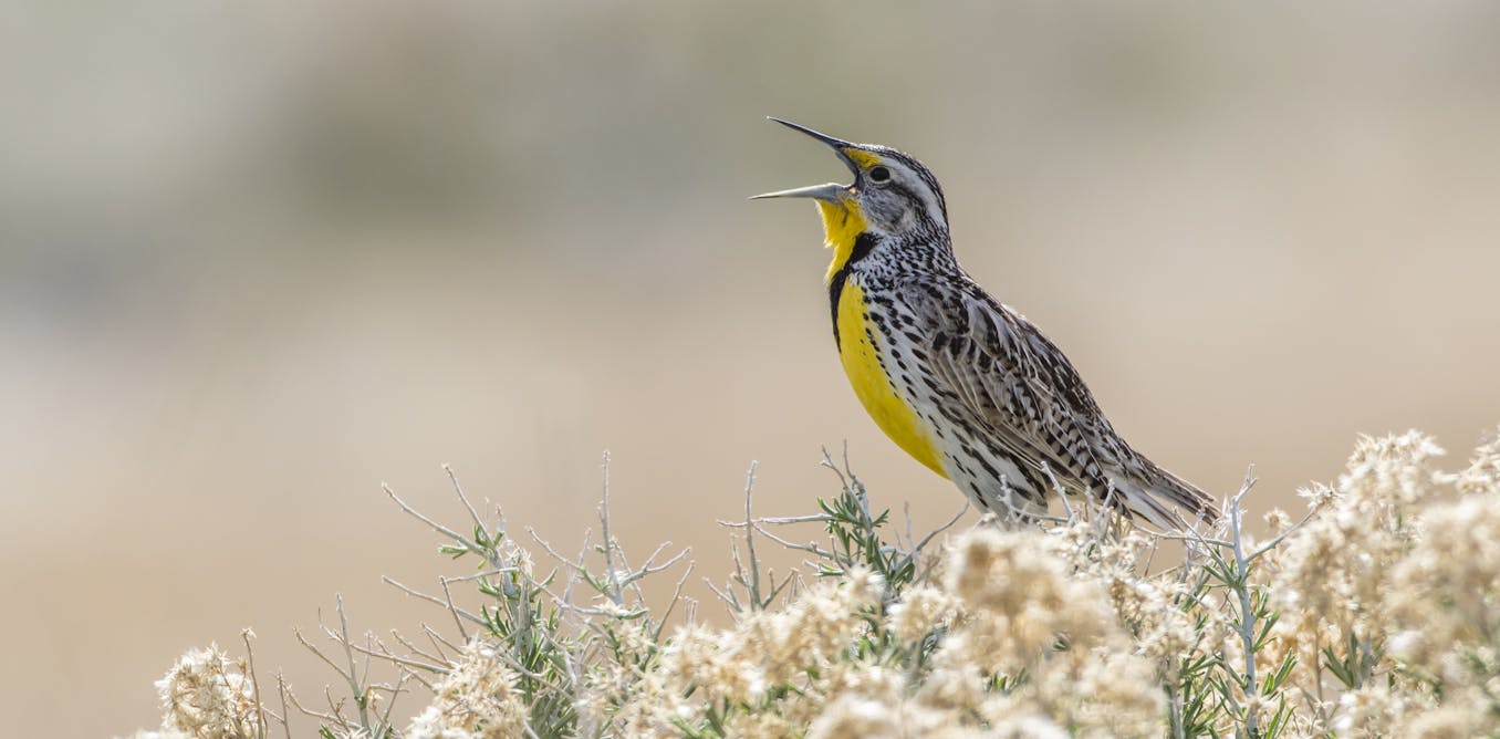 How to learn the songs of nature’s symphony with some simple techniques How to learn the songs of nature’s symphony with some simple techniques