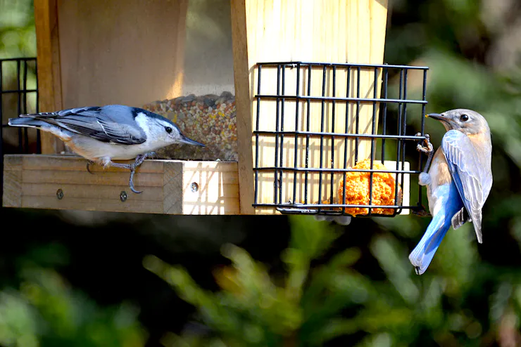 A white bellied bird with grey and black markings, and a bird with a rufous and white belly and bright blue wing and tail markings feeding on grains from a hanging feeder