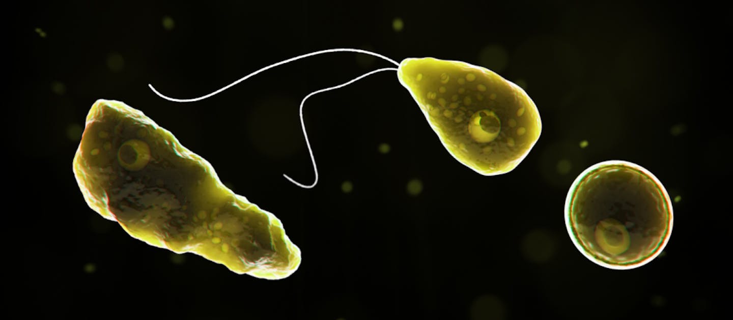 Naegleria fowleri, the brain-eating amoeba