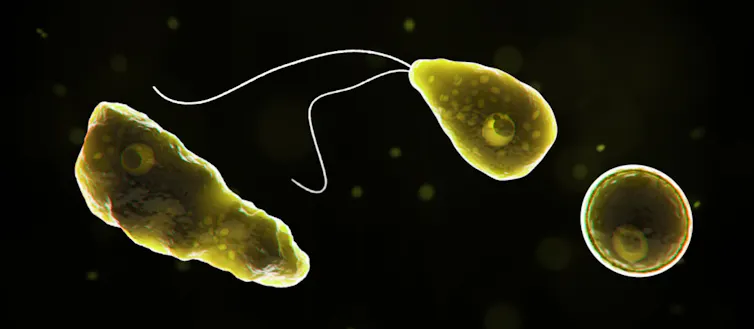 Naegleria fowleri, the brain-eating amoeba
