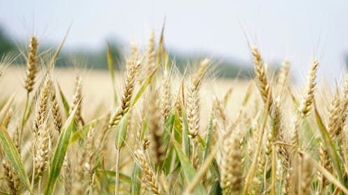 Australian farmland values are at lofty heights. Research reveals this could be hurting some farmers