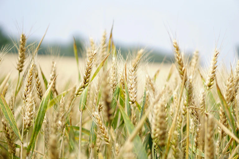 Heads of wheat in a wheat field