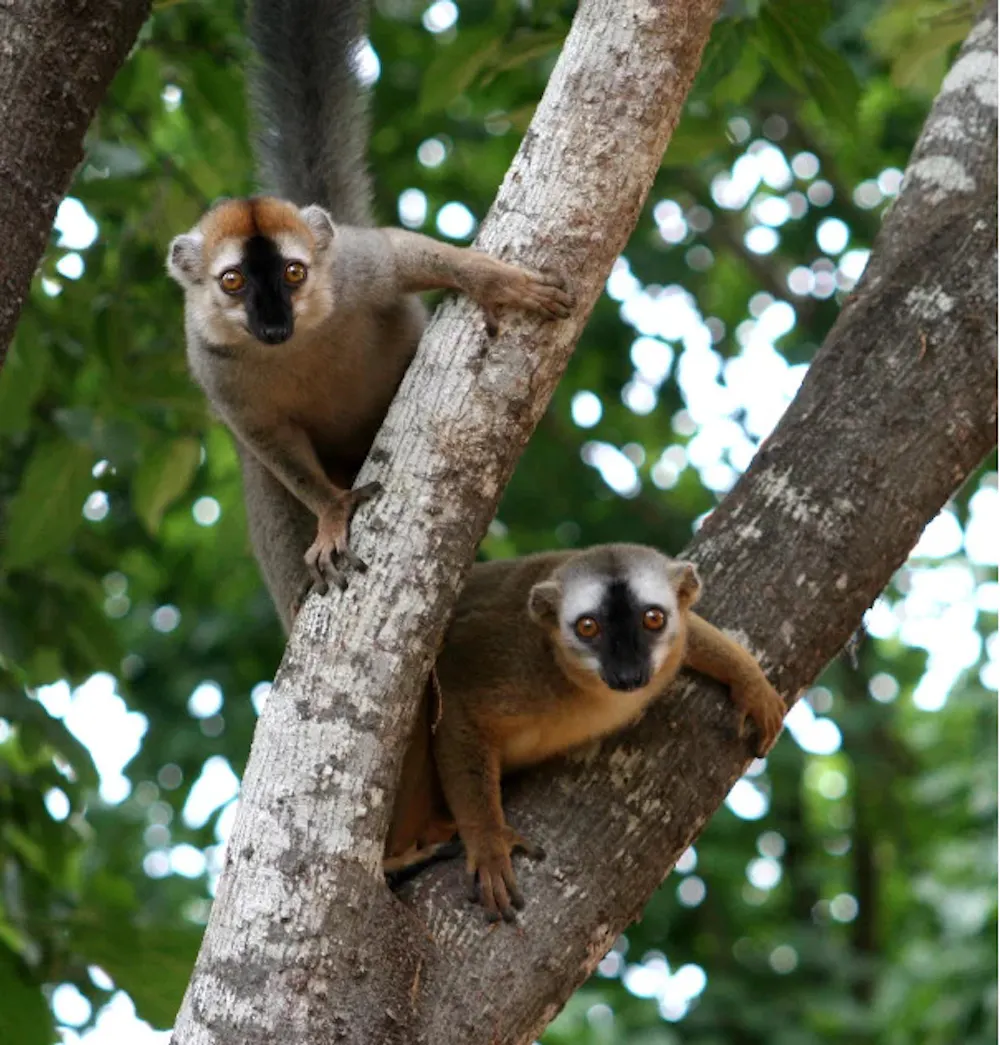 Who’s got the power? Studies of male and female primates show it’s not ...