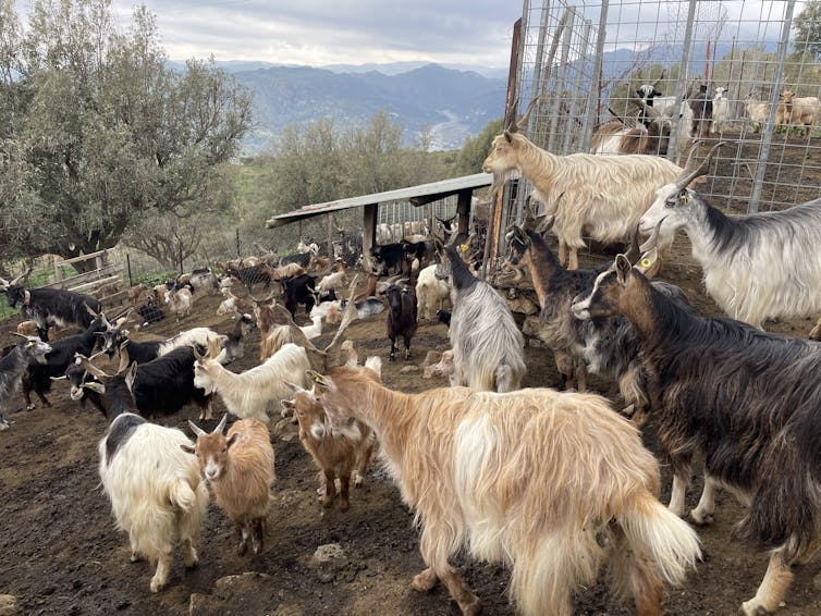 A herd of pale brown and white goats in a pen on a mountainside in Italy.