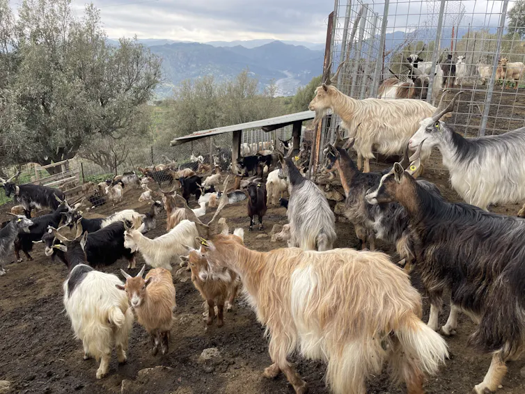 A herd of pale brown and white goats in a pen on a mountainside in Italy.