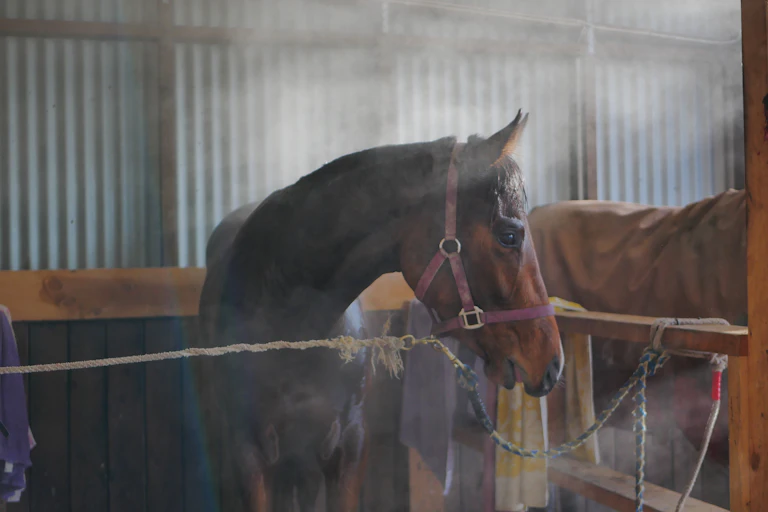 Cavalo de corrida no estábulo de treinamento