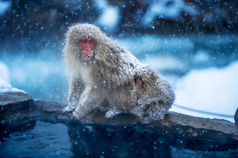 monkeys in snow