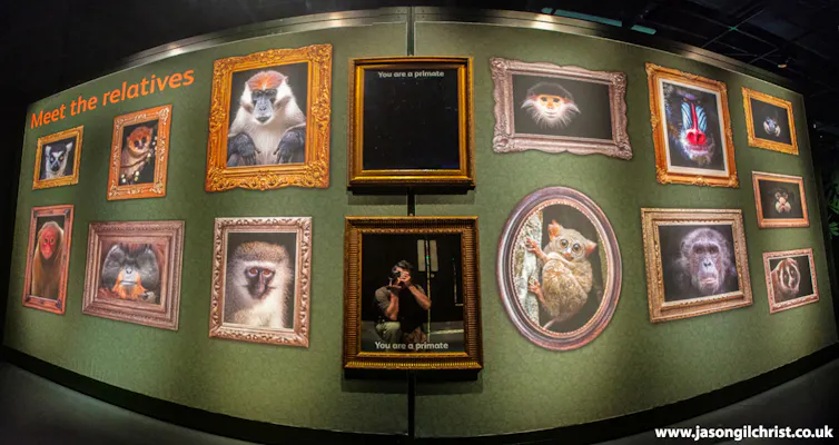 Gallery of lots of different primates