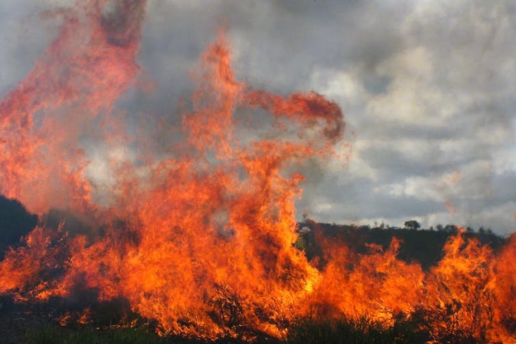 Vegetación ardiendo en un incendio controlado, con llamas intensas de color naranja y rojo bajo un cielo nublado