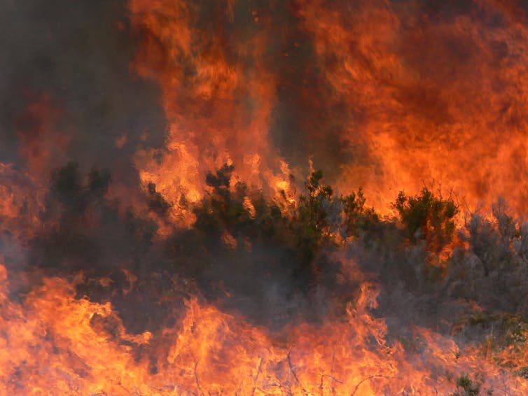 Fuego durante una quema prescrita, consumiento la vegetación, con llamas intensas en tonos naranja y amarillo y humo denso elevándose hacia el cielo.