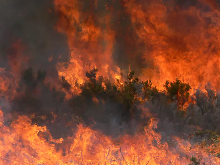 Fuego durante una quema prescrita, consumiento la vegetación, con llamas intensas en tonos naranja y amarillo y humo denso elevándose hacia el cielo.