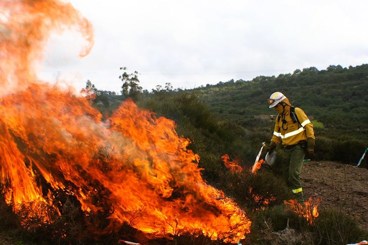 Bombero con equipo de protección gestionando una quema controlada entre vegetación en zona forestal de El Berrocal, cerca de Almadén de la Plata (Sevilla), con llamas activas y humo espeso bajo cielo nublado.