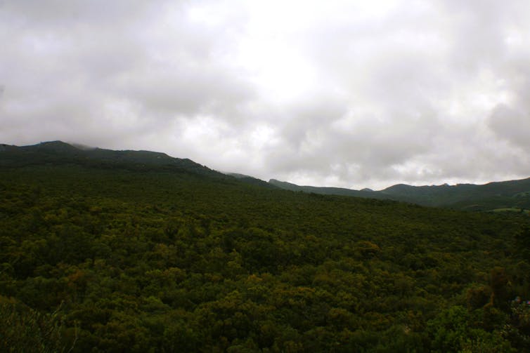 Bosque frondoso en el Parque Natural de Los Alcornocales, Cádiz, con vegetación verde intensa, terreno montañoso y cielo parcialmente nublado al fondo.