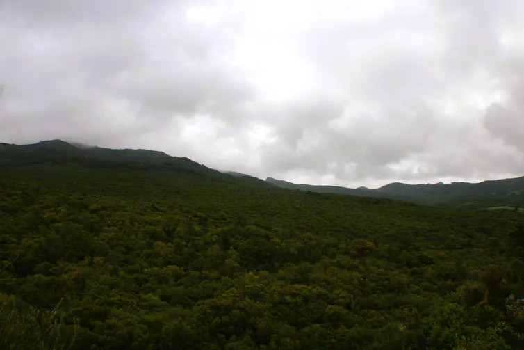 Bosque frondoso en el Parque Natural de Los Alcornocales, Cádiz, con vegetación verde intensa, terreno montañoso y cielo parcialmente nublado al fondo.