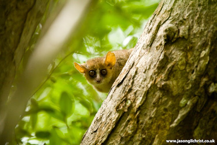 Small lemur peers out from behind tree