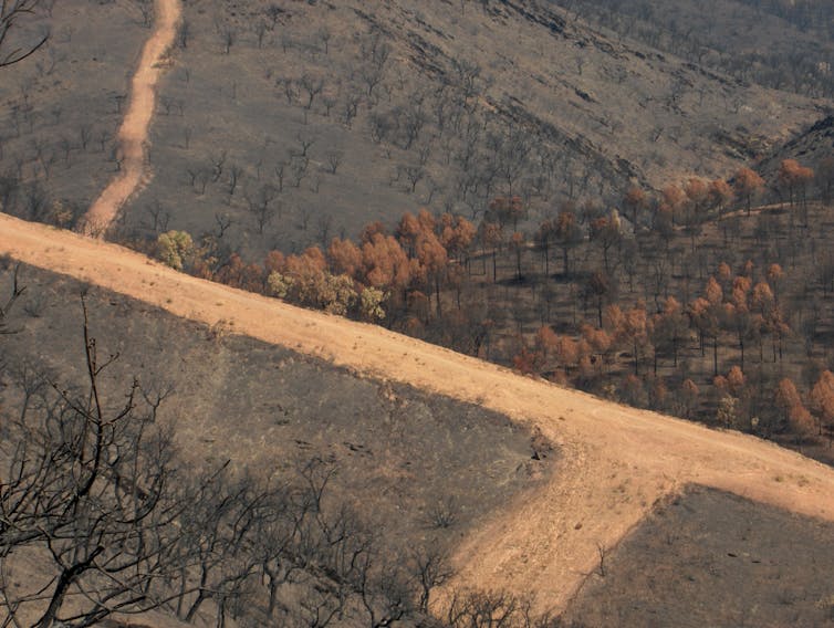 Vista aérea del incendio forestal en Minas de Riotinto, Huelva (2004), mostrando un paisaje montañoso con árboles calcinados, vegetación quemada y un camino de tierra atravesando la zona afectada.
