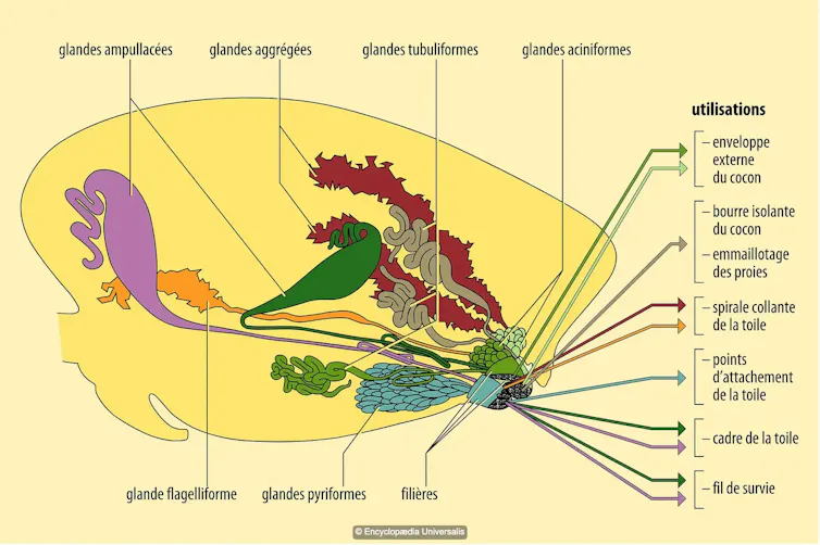 Graphique des différentes glandes séricigènes dans lesquelles les araignées produisent leurs fibres de soie