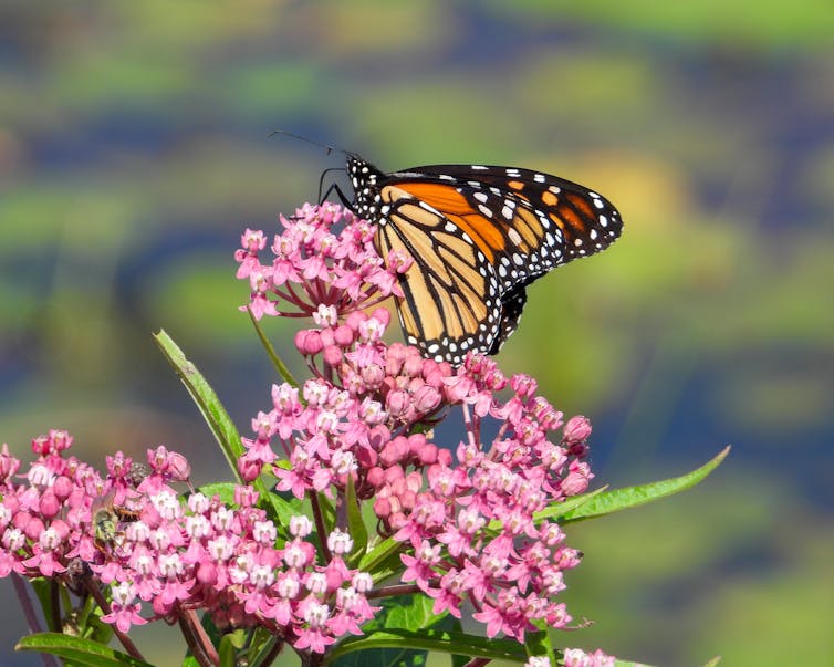 An orange and black butterfly perched on top of a flowerhead with small, pink flowers
