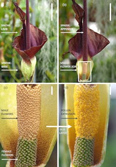 Four images sow the outside, cutaway, and the interior of the plant.