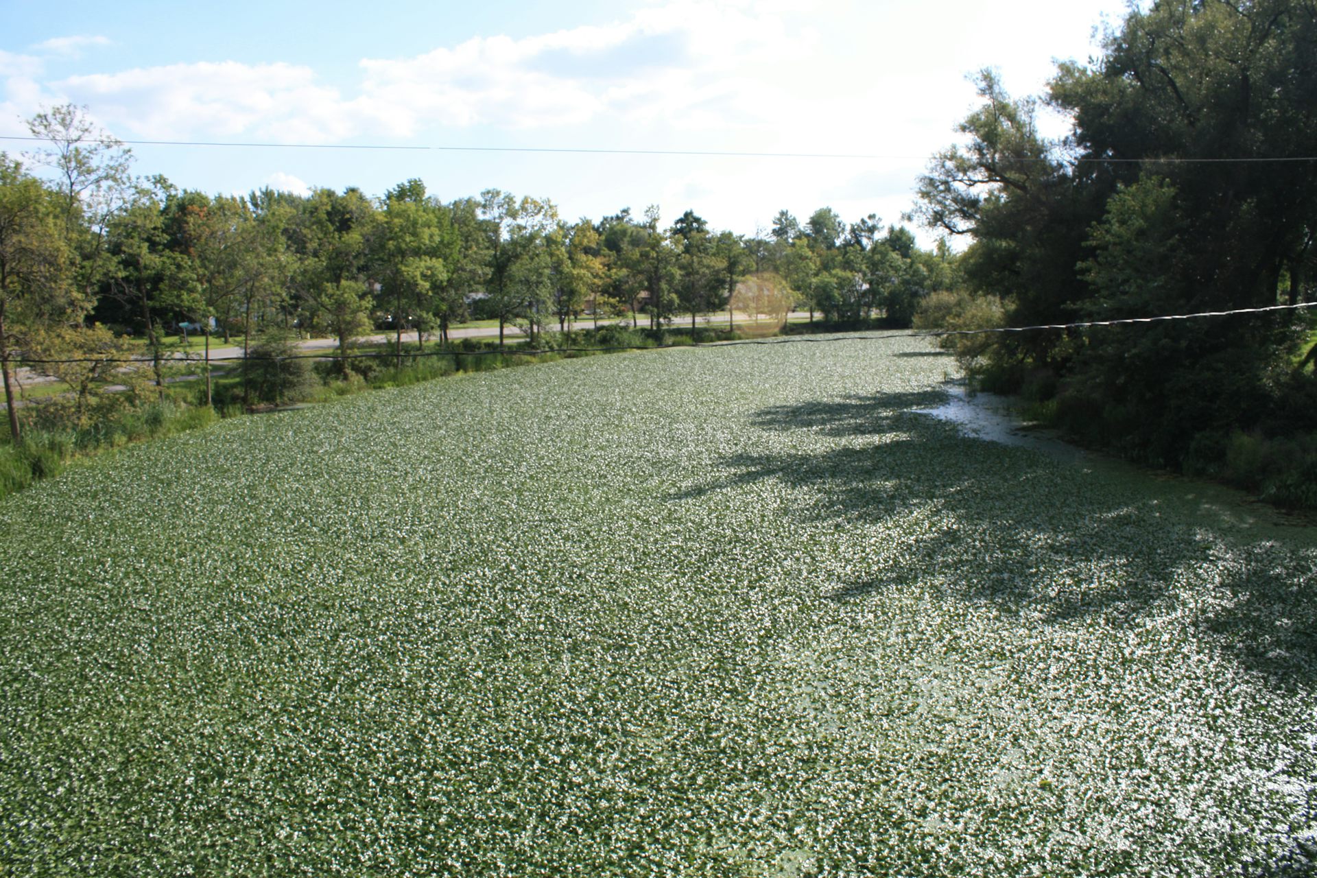 A section of canal covered in green plants