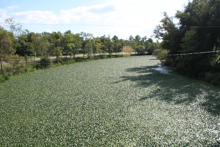 A section of canal covered in green plants