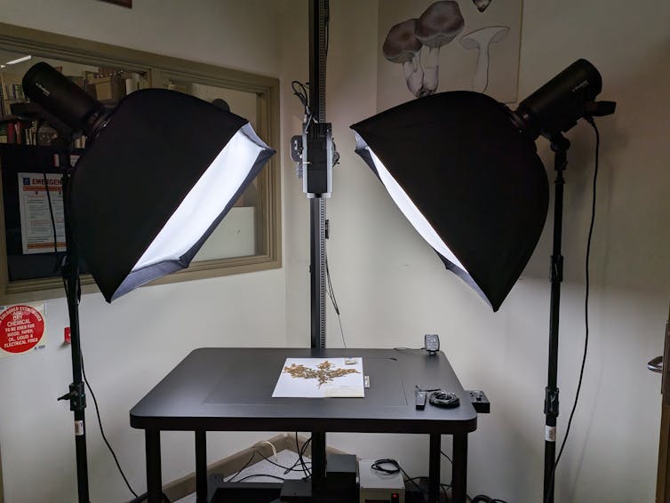 Photo of a well-lit pressed plant specimen sheet on black table with camera mounted above, looking down.