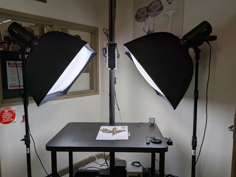 Photo of a well-lit pressed plant specimen sheet on black table with camera mounted above, looking down.