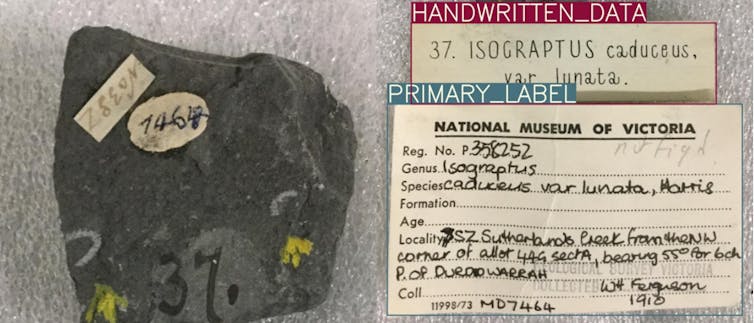 An image showing a dark grey fossil graptolite specimen with numbers attached alongside handwritten labels with annotations from Hespi.