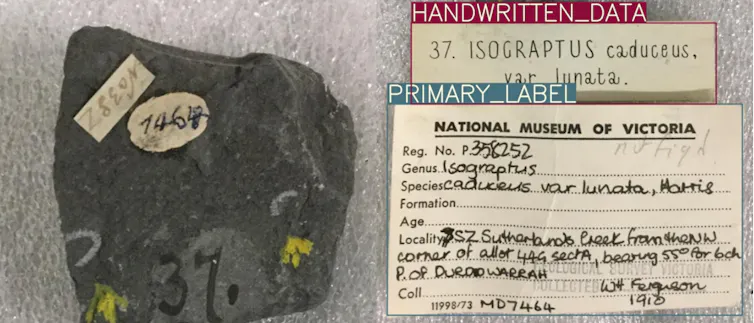 An image showing a dark grey fossil graptolite specimen with numbers attached alongside handwritten labels with annotations from Hespi.