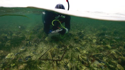 How could we clean up the algal bloom?