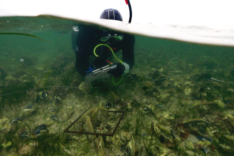A scientist wearing a wetsuit, snorkel and mask (Dom Mcafee) surveys Angasi oyster reef at Coffin Bay