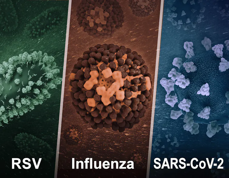 Illustration of three respiratory viruses: RSV, influenza and SARS-CoV-2, which causes COVID-19.
