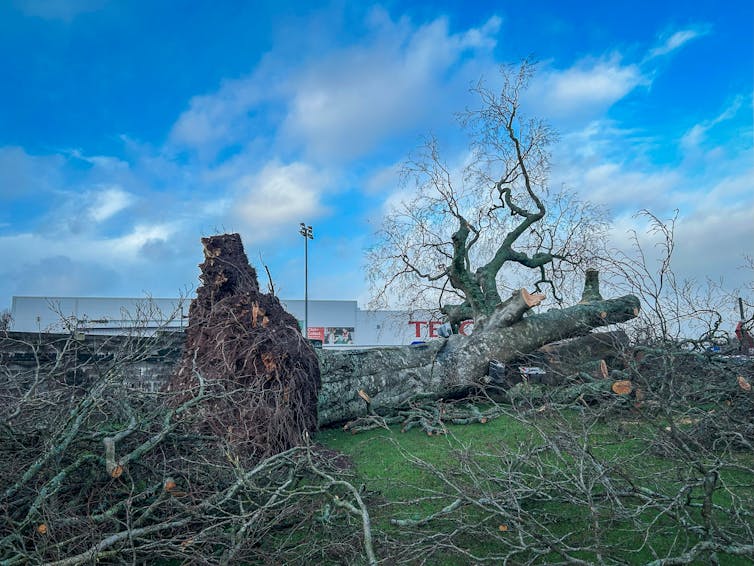 Downed tree